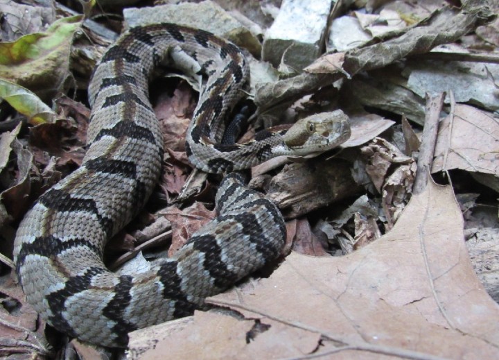 Timber Rattlesnake